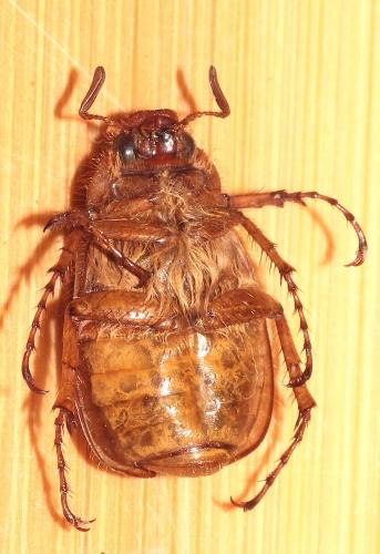 Melolonthinae
